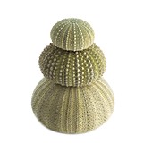 Green sea urchin shells