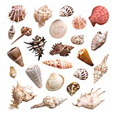 Selection of sea shells