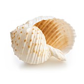 Costate tun sea shell