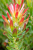 Protea in flower
