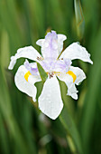 Large wild iris,Cape Town
