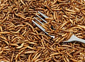 Mealworm with a fork