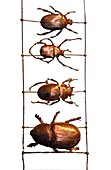 Beetles in a row
