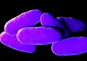 Salmonella typhimurium bacteria