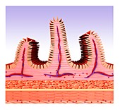 Small intestine,illustration