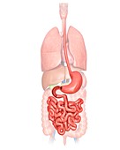 Human internal organs,illustration