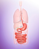 Human digestive system,illustration