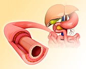 Small intestinal wall,illustration
