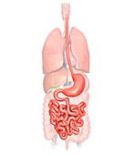 Human digestive system,illustration