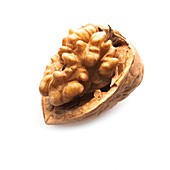 Walnut half in a shell