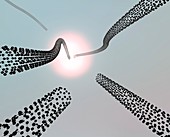 Carbon nanotubes growing
