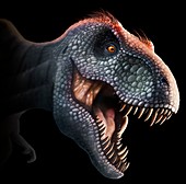 Tyrannosaurus rex head,illustration