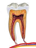 Molar tooth cross-section,artwork