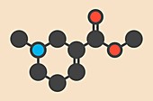 Arecoline areca nut stimulant molecule