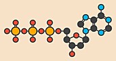 Deoxyadenosine molecule