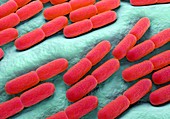 Lactobacillus bacteria,illustration