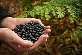 Person holding bilberries