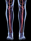 Vascular system of the legs,artwork