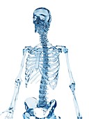 Skeletal structure,Illustration