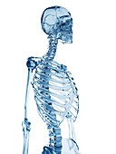 Skeletal structure,Illustration