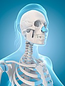 Human skull and neck,Illustration