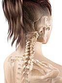 Human cervical spine,Illustration