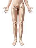 Human leg bones,Illustration