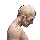 Human neck bending forwards,Illustration