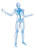 Human skeletal system,Illustration