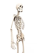 Human skeleton,Illustration