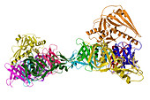 Pertussis toxin molecule,illustration