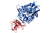 Receptor of MERS Virus,illustration