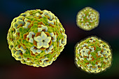Enterovirus D68,illustration