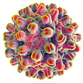 Hepatitis B virus,illustration