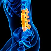 Lumbar spine,illustration