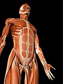 Muscular system,illustration