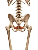Human pelvic muscle,illustration