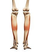 Lower leg muscles,illustration