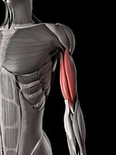Arm muscles,illustration