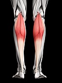 Leg muscles,illustration