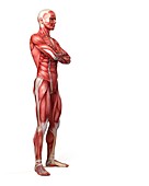 Male muscular system,illustration