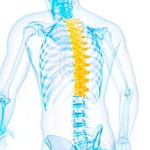 Thoracic spine,illustration
