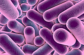Rod-shaped bacteria,illustration