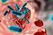 Bacteria in blood,illustration