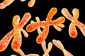 Chromosomes,illustration