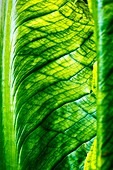 Chard Leaf Detail