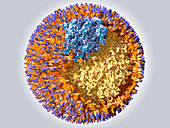 Structure of an LDL particle