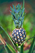 Pineapple growing on plant