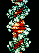 Molecular computer graphic of DNA double helix
