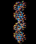 Computer graphics of DNA double helix structure